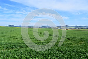 Welling, Germany - 05 09 2021: green grain fields under perfectly blue sky