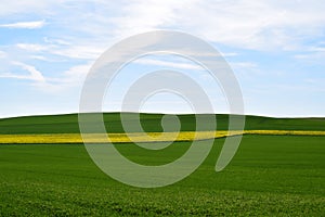 Welling, Germany - 05 09 2021: one yellow blooming canola field tween green grain