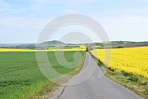Welling, Germany - 05 09 2021: dirt road between green and yellow blooming fields photo
