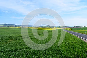 Welling, Germany - 05 09 2021: green grain and yellow oilseed fields at a small road photo