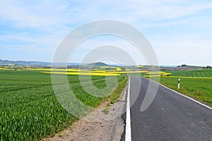Welling, Germany - 05 09 2021: small road through green grain and yellow oilseed fields photo