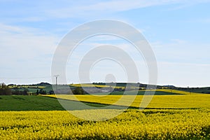 Welling, Germany - 05 09 2021: yellow fields with some green grain and trees photo