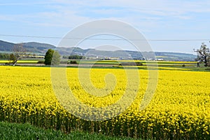 Welling, Germany - 05 09 2021: yellow fields in the valley towards Flugplatz Mendig and Kruft photo