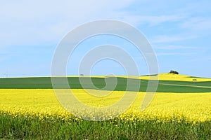 Welling, Germany - 05 09 2021: green and yellow fields up the hill