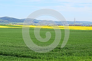 Welling, Germany - 05 09 2021: green grain and yellow canola fields behind photo