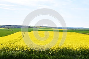 Welling, Germany - 05 09 2021: green grain and yellow oilseed photo
