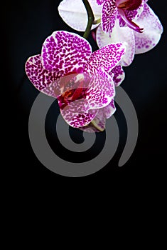 Wellnes card and pink orchid.