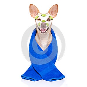 Wellness beauty mask spa dog