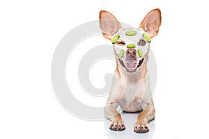 Wellness beauty mask spa dog