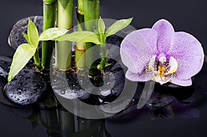 wellness environment with black stones, orchid flowers and bamboo