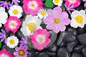 Wellness, hot stones and flower background