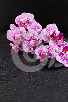 Wellness and spa concept with orchid flowers and black zen massage stones on wet background