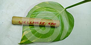 wellness spa word displayed on bamboo stick with green leaves isolated