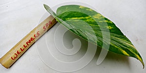 wellness spa word displayed on bamboo stick with green leaves isolated
