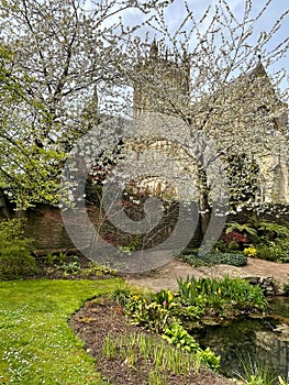 Wells Cathedral Seen Behind Blossom At The Bishop`s Palace, Wells, Somerset, UK