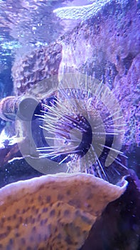 A wellshaped and fat urchin underwater