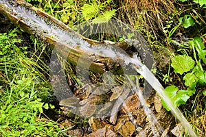 Wellspring flowing from the ground through wooden gutter in forest.