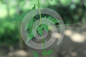 Welpenela leaves | Leaves of welpepela medicinal plant | Cardiospermum halicacabum