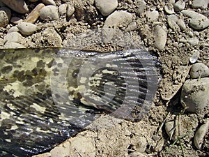 Wels catfish catched in Ebro river, Spain.