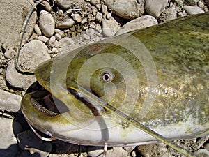 Wels catfish catched in Ebro river, Spain.