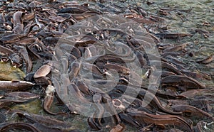 Wels catfish feeding