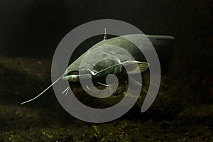 The Wels catfish, sheatfish Silurus glanis.