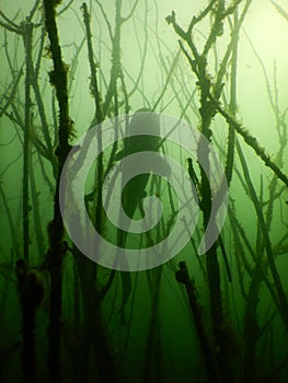 Wels catfish  silurus glanis scuba diving encounter