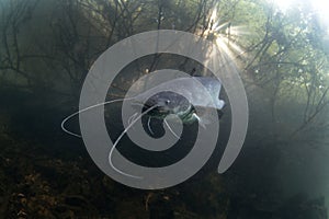 wels catfish, silurus glanis, sheatfish, wels