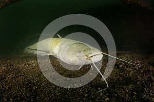 wels catfish, silurus glanis, sheatfish, wels