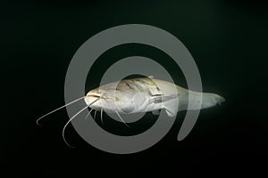 wels catfish, silurus glanis, sheatfish, wels