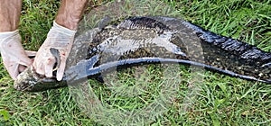 wels catfish silurus glanis in water