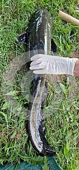 wels catfish silurus glanis in water