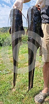 wels catfish silurus glanis in water