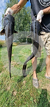 wels catfish silurus glanis in water