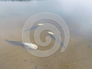 Wels catfish  silurus glanis young individuals being stocked into a natural lake