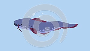 Wels catfish swimming in river water. Freshwater fish with barbels in lake underwater. Sheatfish side view, floating in photo