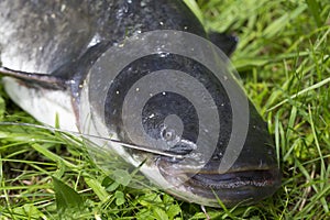 Wels Catfish â€“ Silurus glanis â€“ in detail