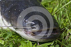 Wels Catfish â€“ Silurus glanis â€“ in detail