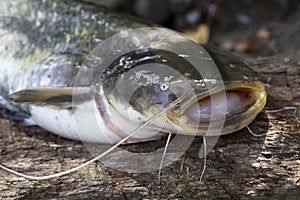 Wels Catfish â€“ Silurus glanis â€“ Predator in detail