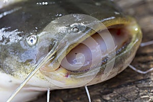 Wels Catfish â€“ Silurus glanis â€“ Predator in detail