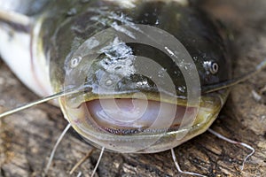 Wels Catfish â€“ Silurus glanis â€“ Predator in detail