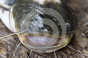 Wels Catfish â€“ Silurus glanis â€“ Predator in detail