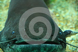 The wels catfish (/ËˆwÉ›ls/ or /ËˆvÉ›ls/; Silurus glanis), also called sheatfish