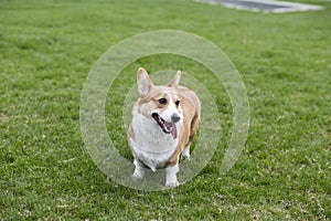 Corgi photo