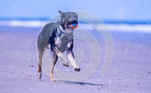 Welsh Border Collie at the beach