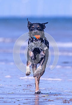 Welsh Border Collie at the beach