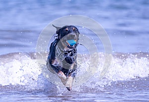 Welsh Border Collie at the beach