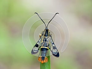 The Welsh Clearwing photo