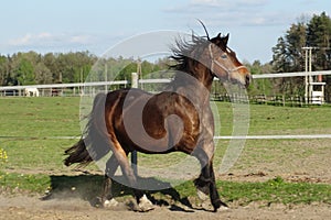 Welsh cob canter in the fields