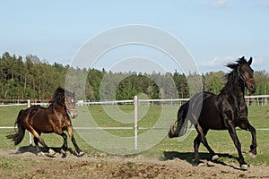 Welsh cob canter in the fields with his black friese friend